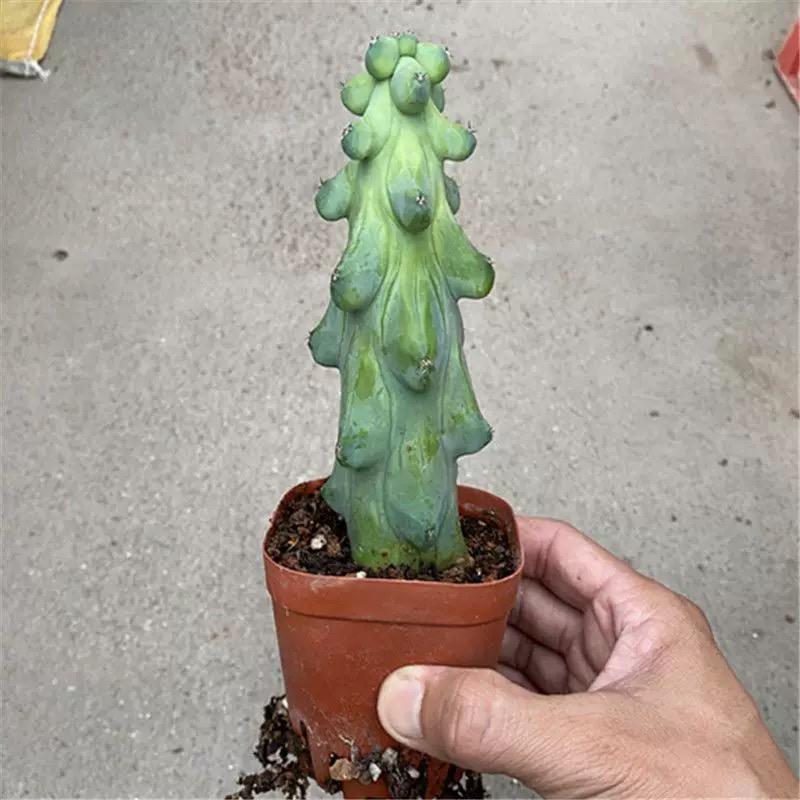 8-12cm Lophcereus Schottii Var.monstrosus