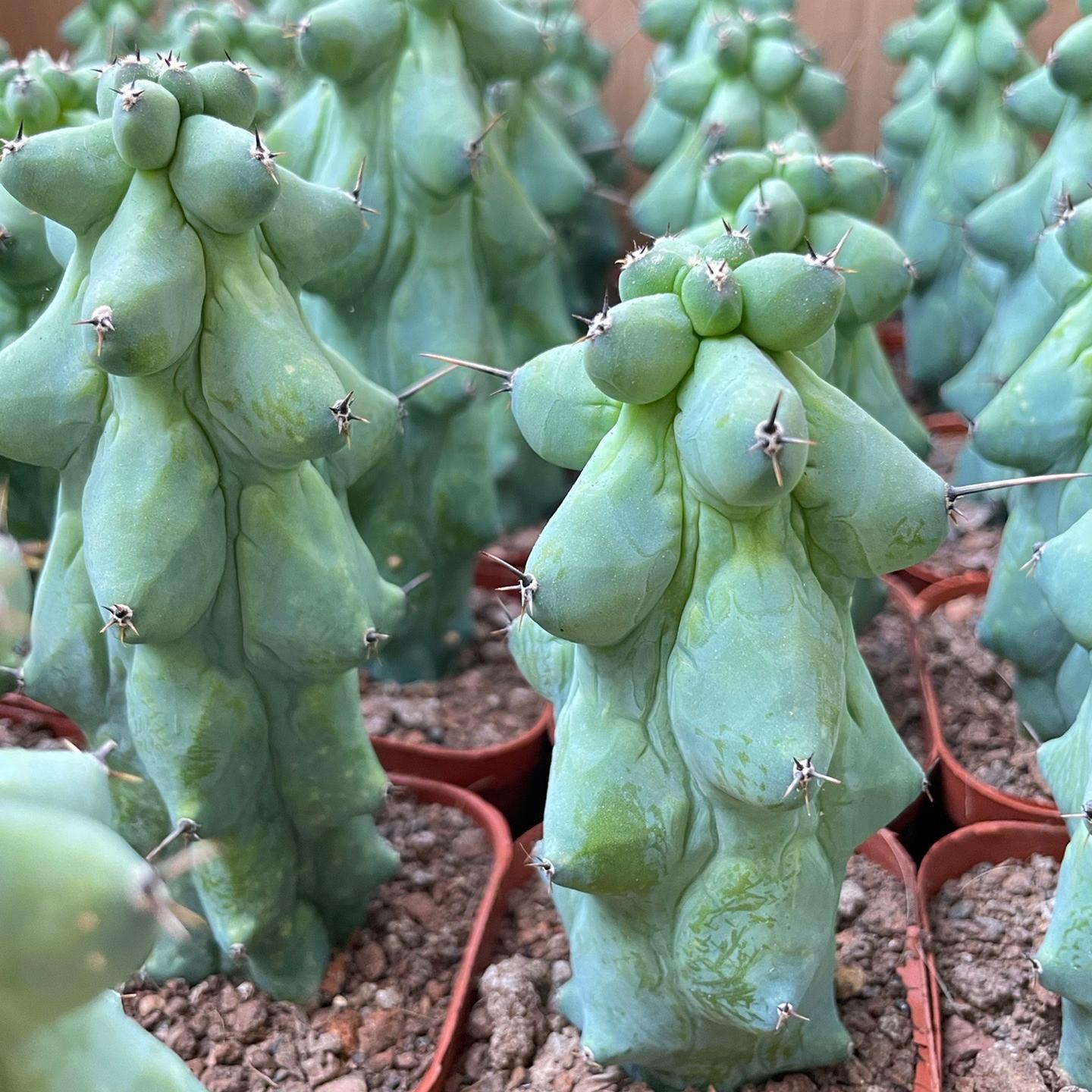 8-12cm Lophcereus Schottii Var.monstrosus