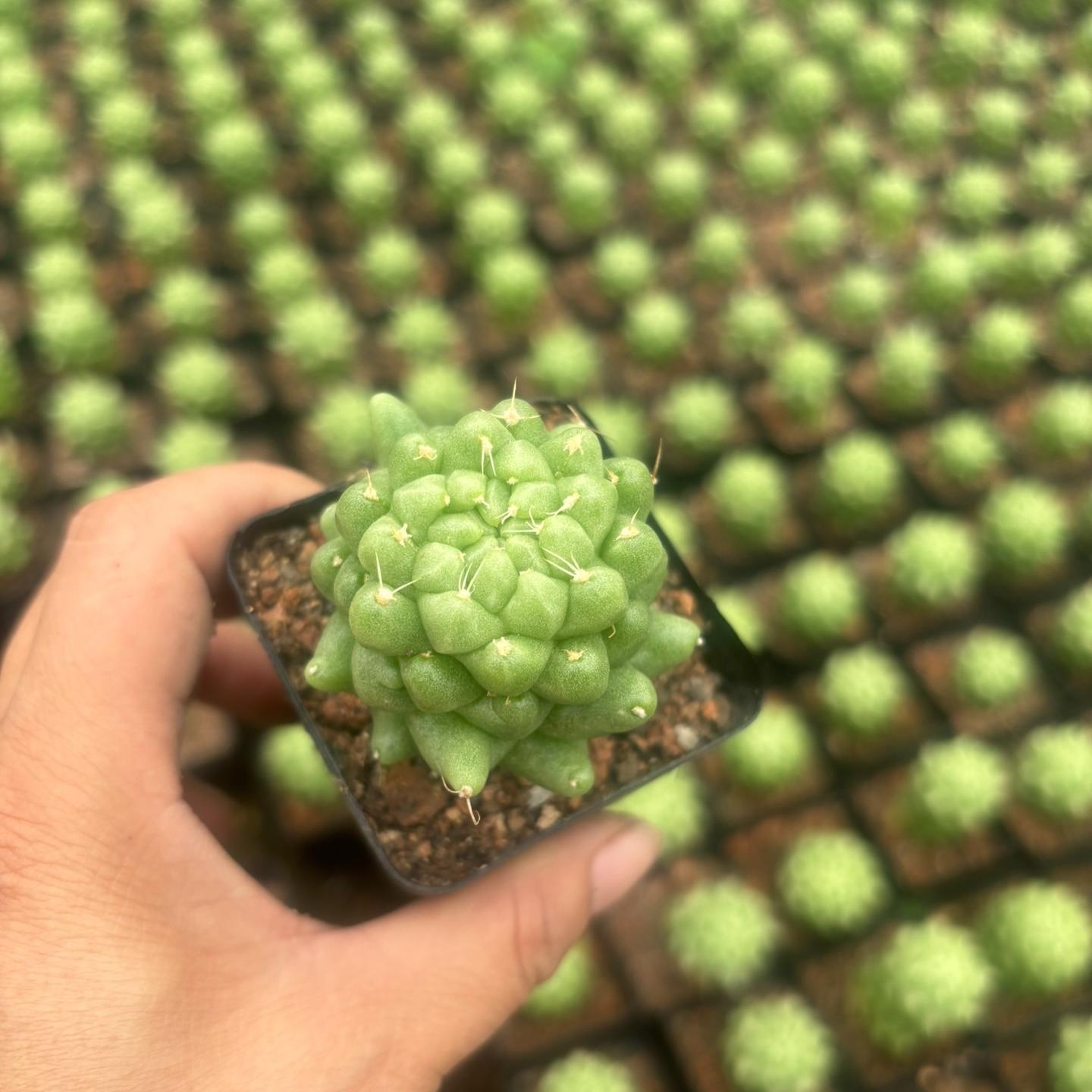 3-10cm Dolichothele longimamma 'monstruosa'