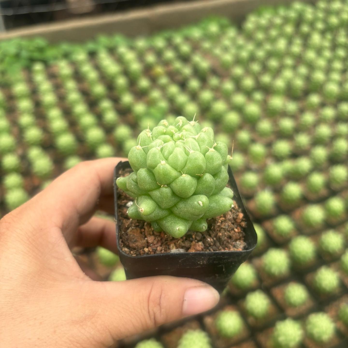 3-10cm Dolichothele longimamma 'monstruosa'