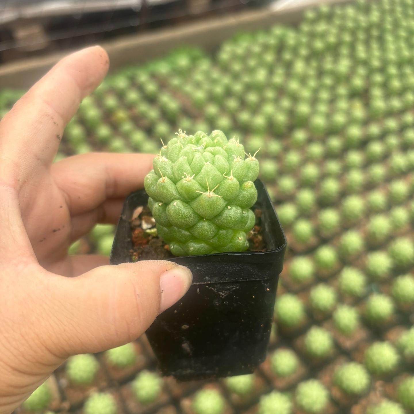 3-10cm Dolichothele longimamma 'monstruosa'