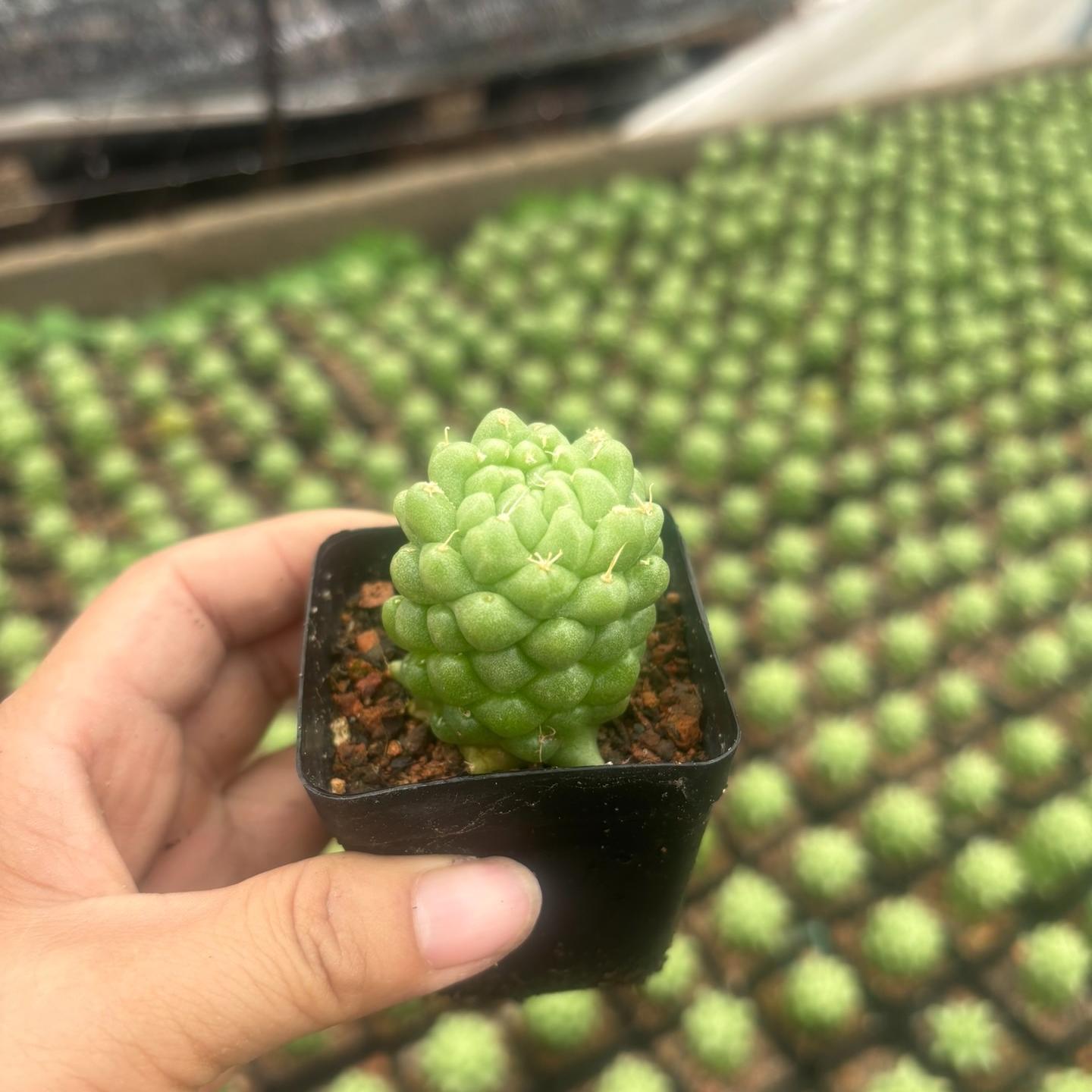 3-10cm Dolichothele longimamma 'monstruosa'