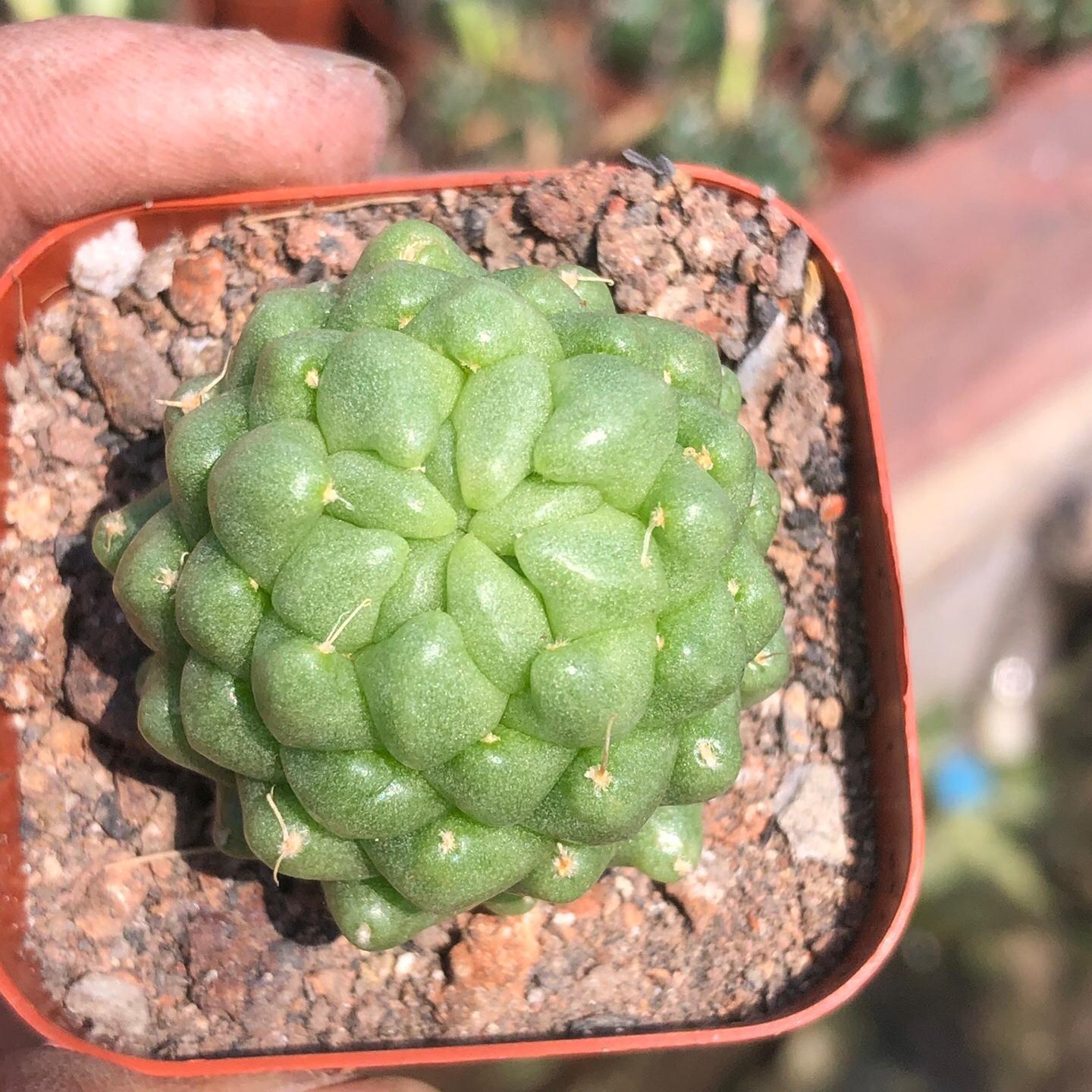 3-10cm Dolichothele longimamma 'monstruosa'