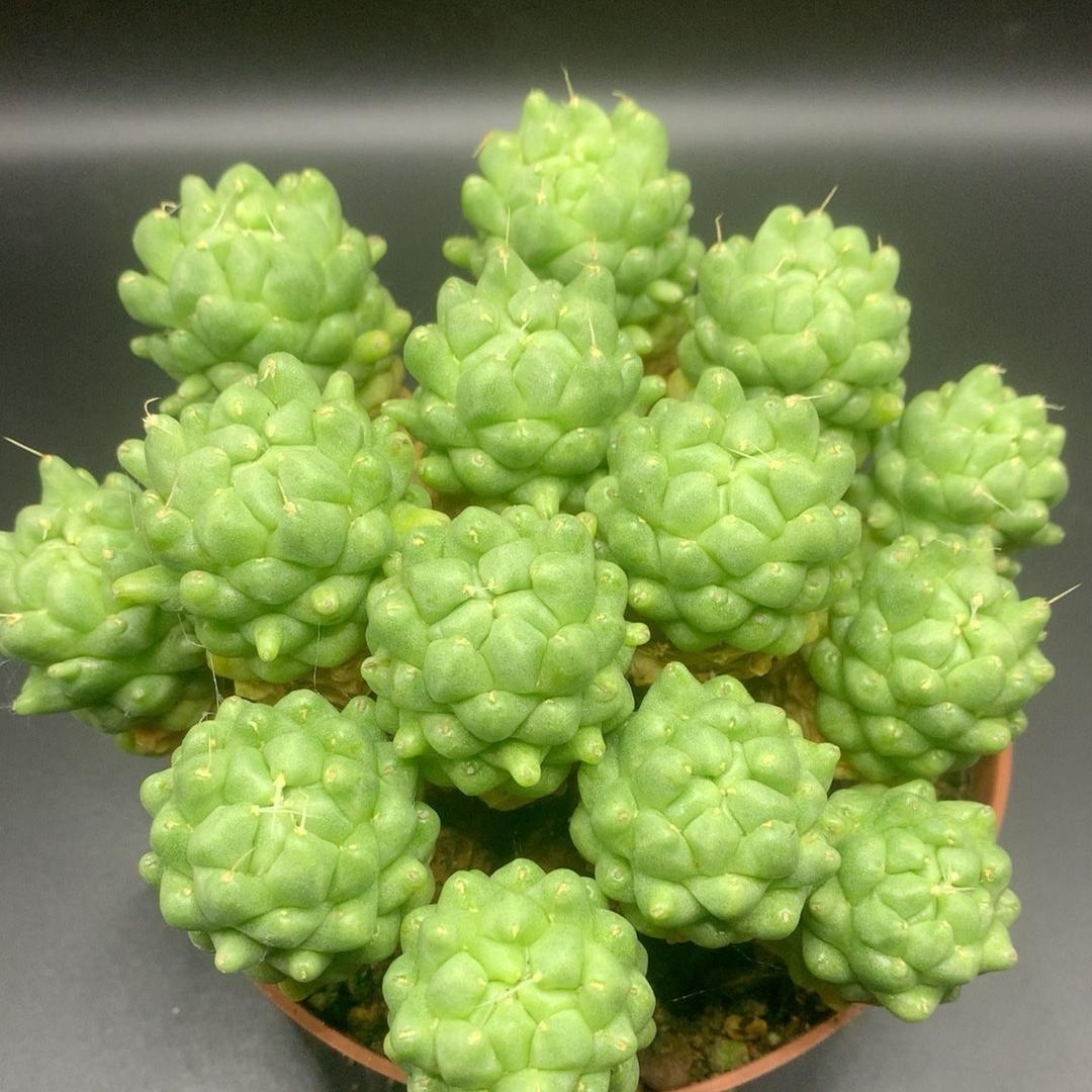 3-10cm Dolichothele longimamma 'monstruosa'