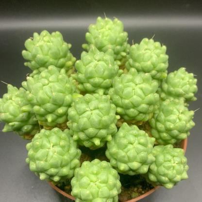 3-10cm Dolichothele longimamma 'monstruosa'