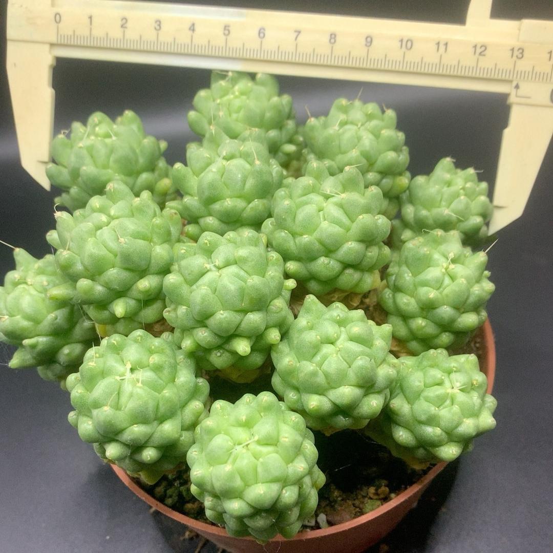 3-10cm Dolichothele longimamma 'monstruosa'