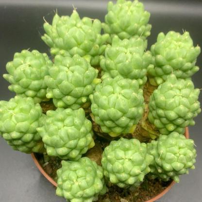 3-10cm Dolichothele longimamma 'monstruosa'