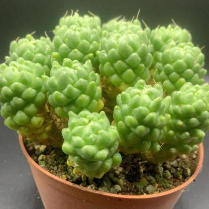 3-10cm Dolichothele longimamma 'monstruosa'