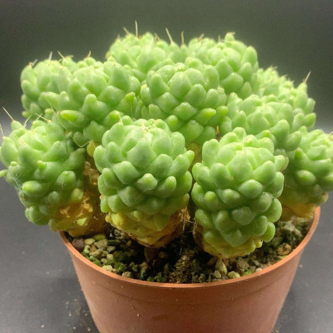 3-10cm Dolichothele longimamma 'monstruosa'