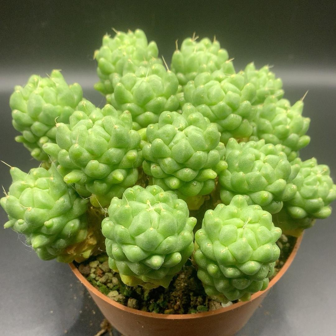 3-10cm Dolichothele longimamma 'monstruosa'