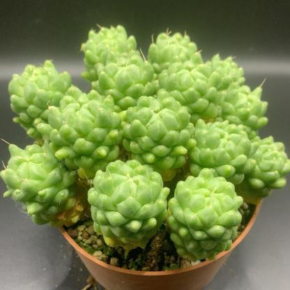 3-10cm Dolichothele longimamma 'monstruosa'