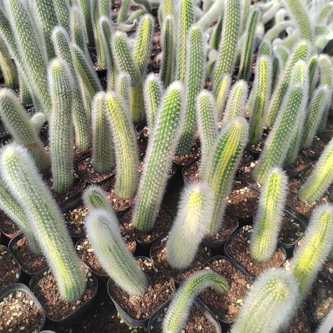 10-12cm Hildewintera colademononis （variegated）