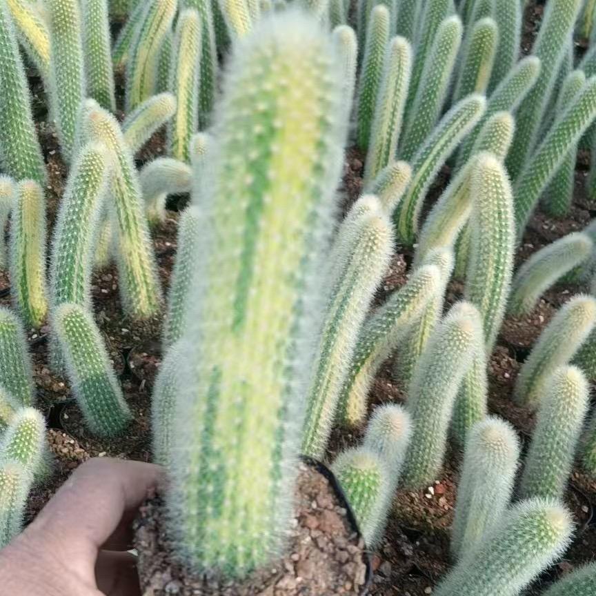 10-12cm Hildewintera colademononis （variegated）