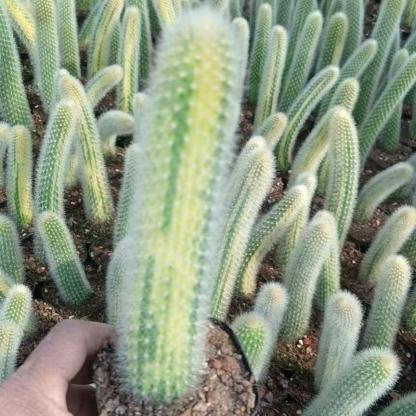 10-12cm Hildewintera colademononis （variegated）