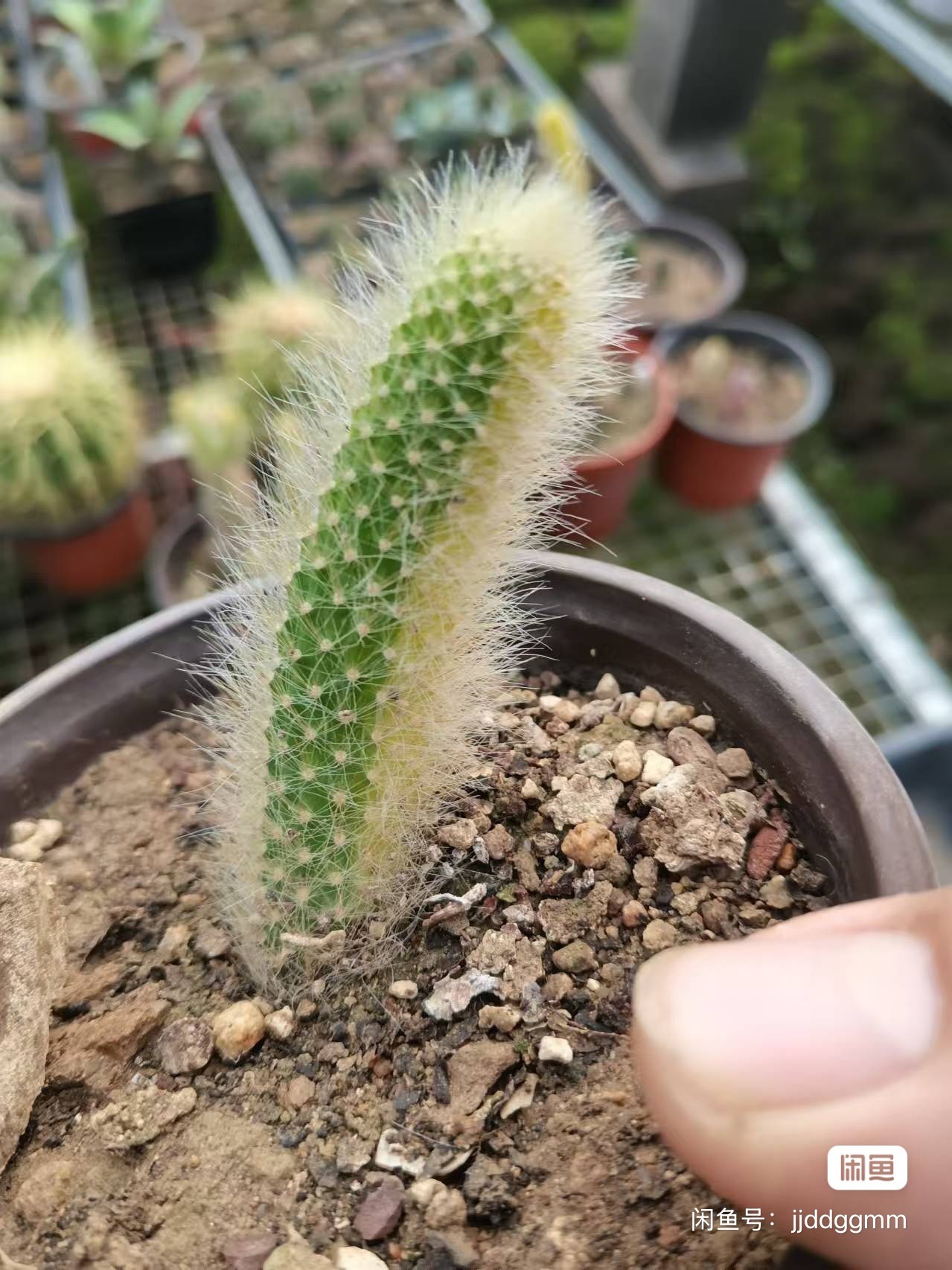 10-12cm Hildewintera colademononis （variegated）