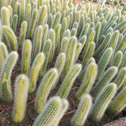 10-12cm Hildewintera colademononis （variegated）