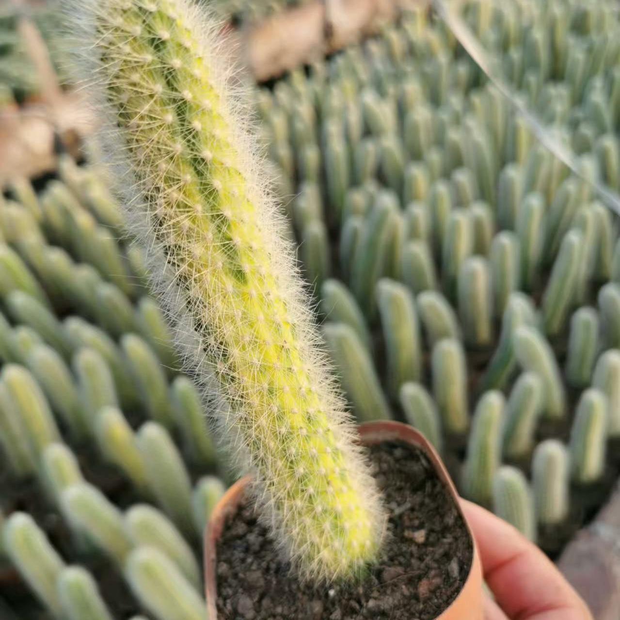 10-12cm Hildewintera colademononis （variegated）