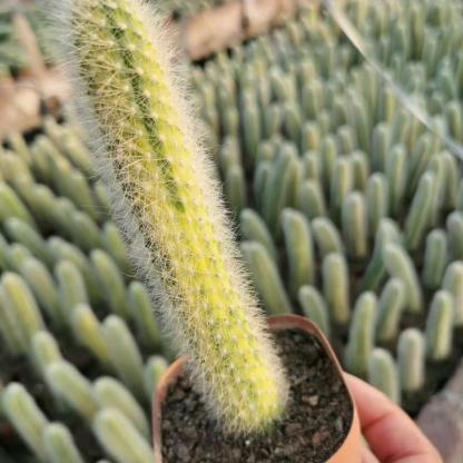 10-12cm Hildewintera colademononis （variegated）