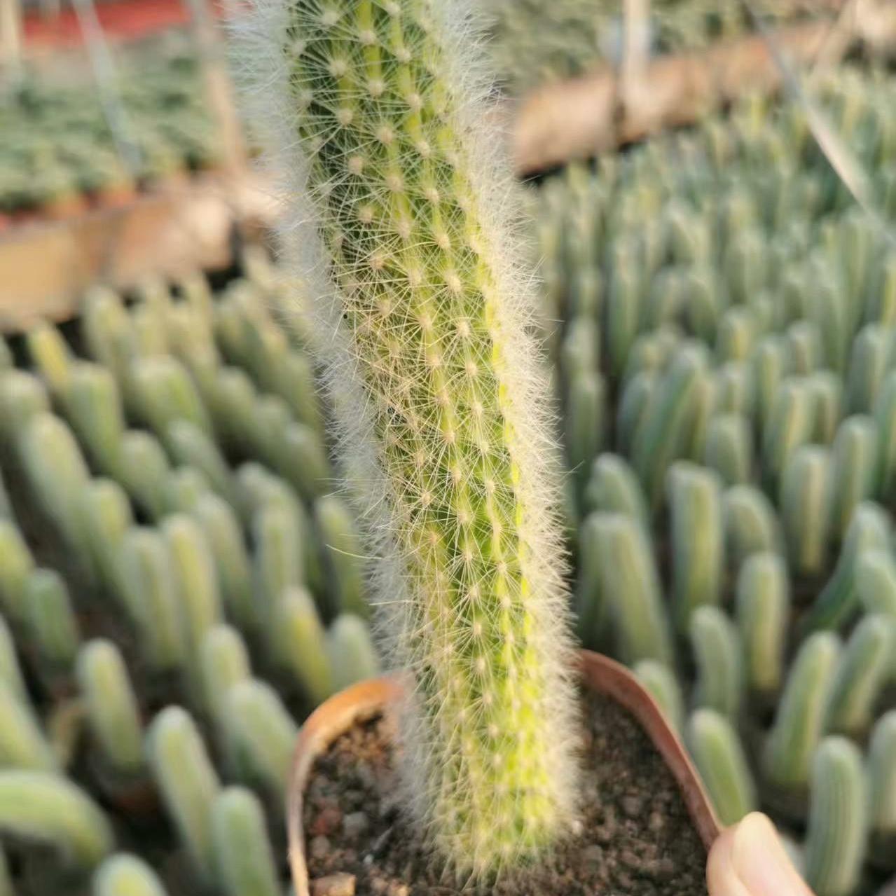 10-12cm Hildewintera colademononis （variegated）