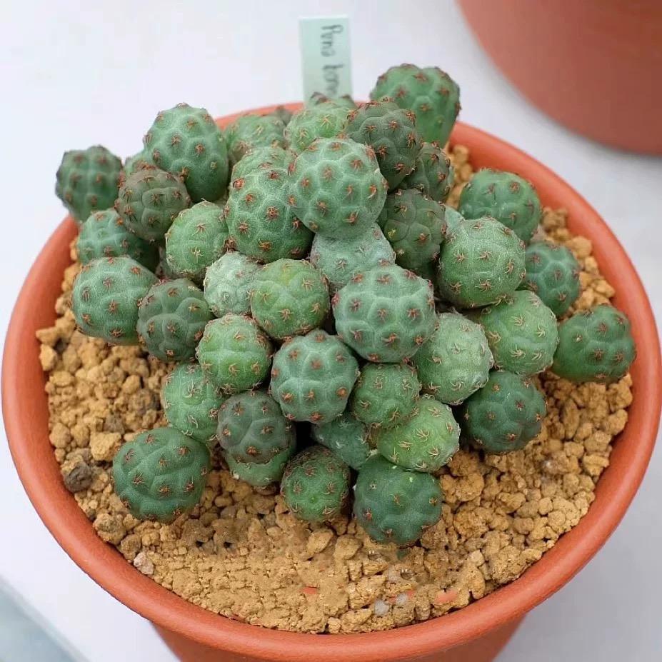 5-10cm Puna bonnieae ssp. inermis