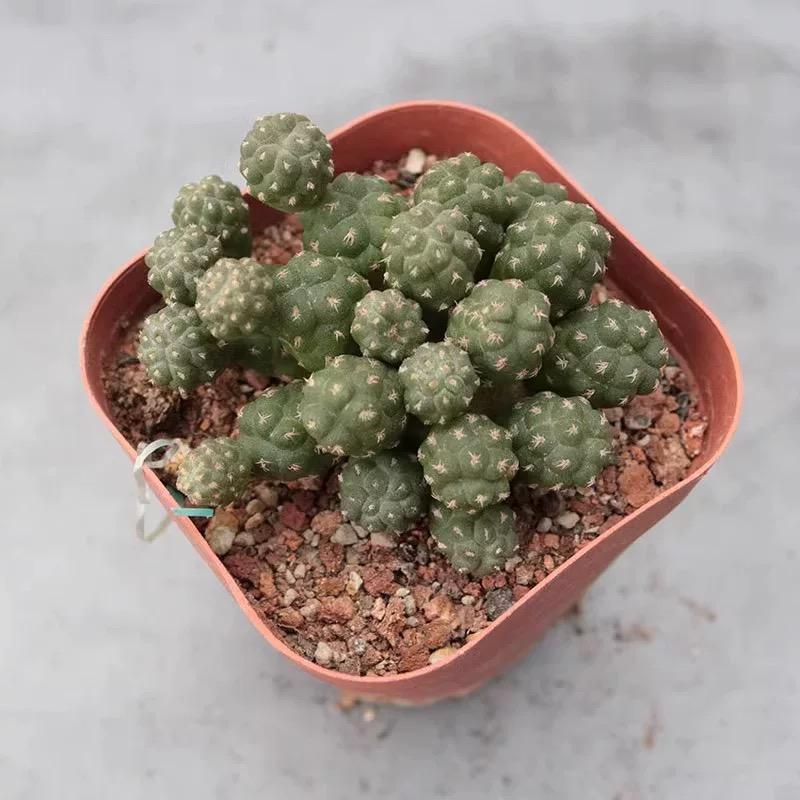 5-10cm Puna bonnieae ssp. inermis