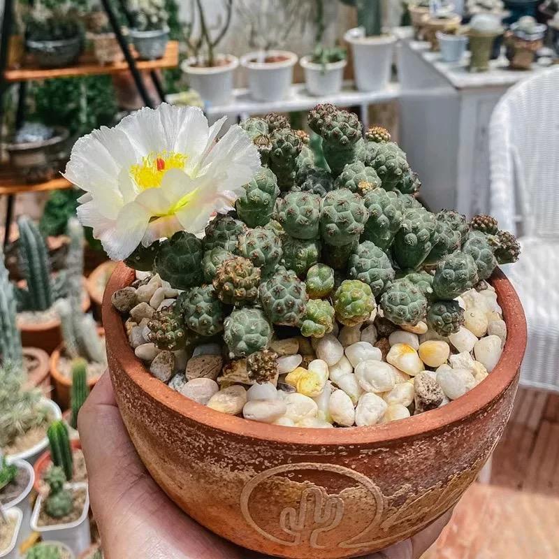 5-10cm Puna bonnieae ssp. inermis