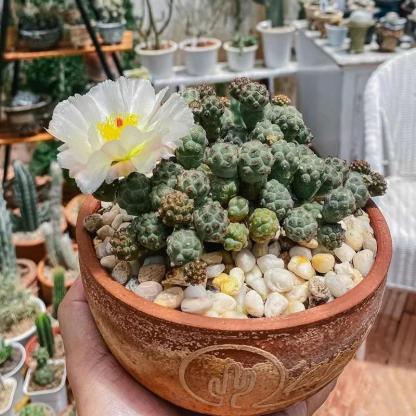 5-10cm Puna bonnieae ssp. inermis