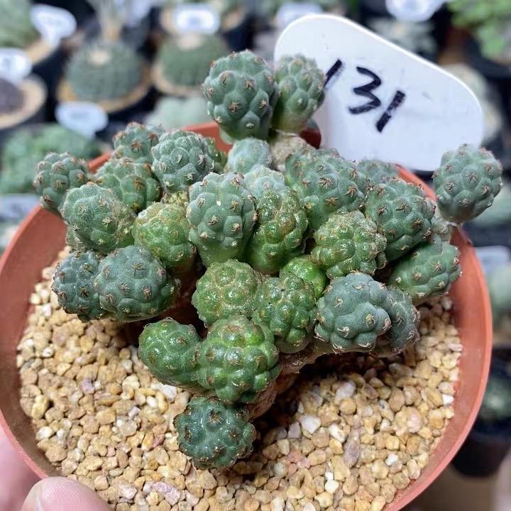 5-10cm Puna bonnieae ssp. inermis