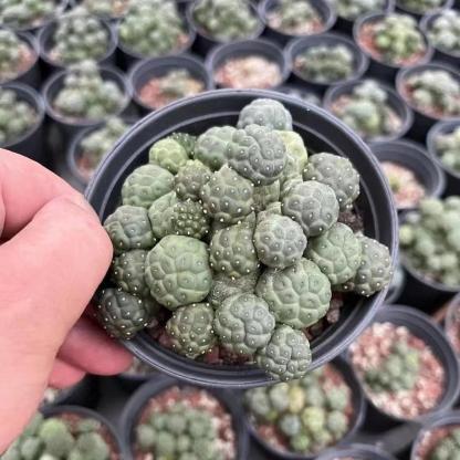 5-10cm Puna bonnieae ssp. inermis