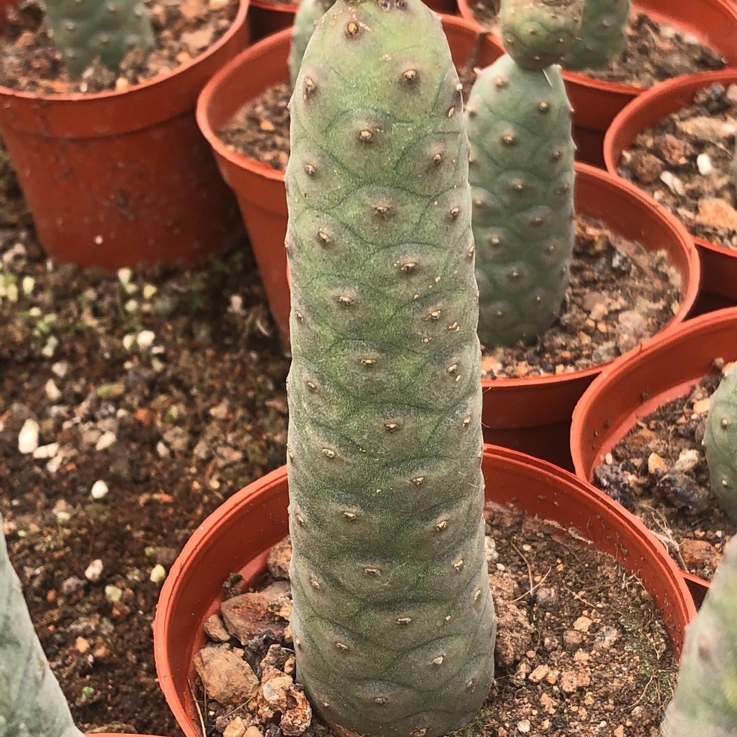 8-10cm Tephrocactus articulatus