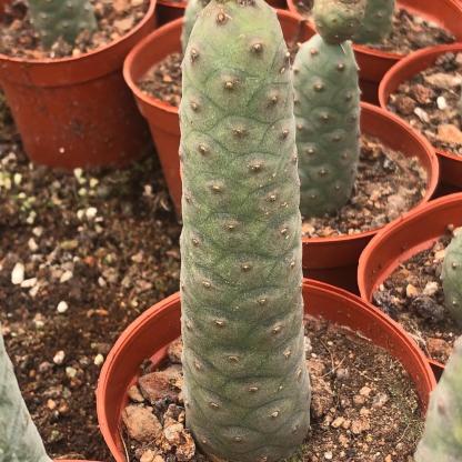 8-10cm Tephrocactus articulatus