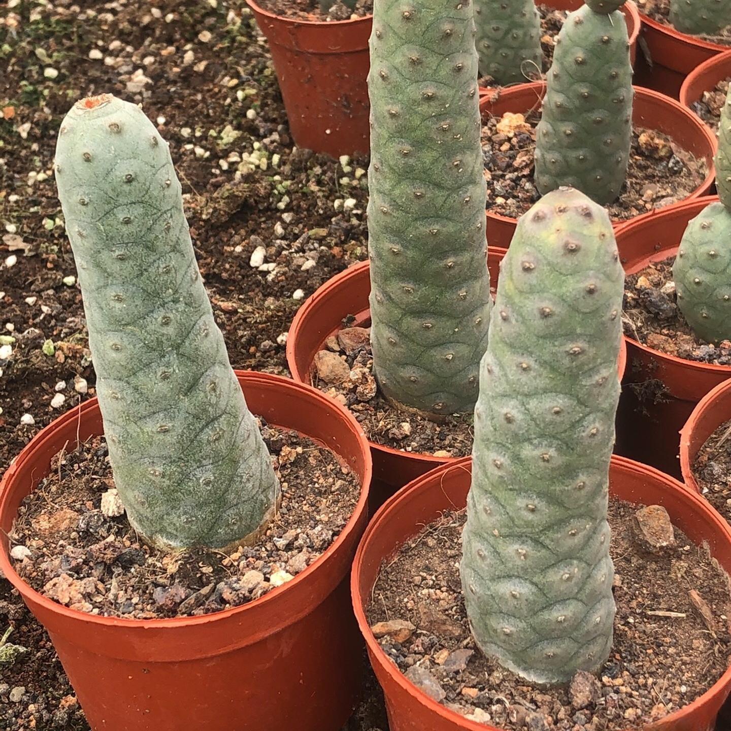 8-10cm Tephrocactus articulatus
