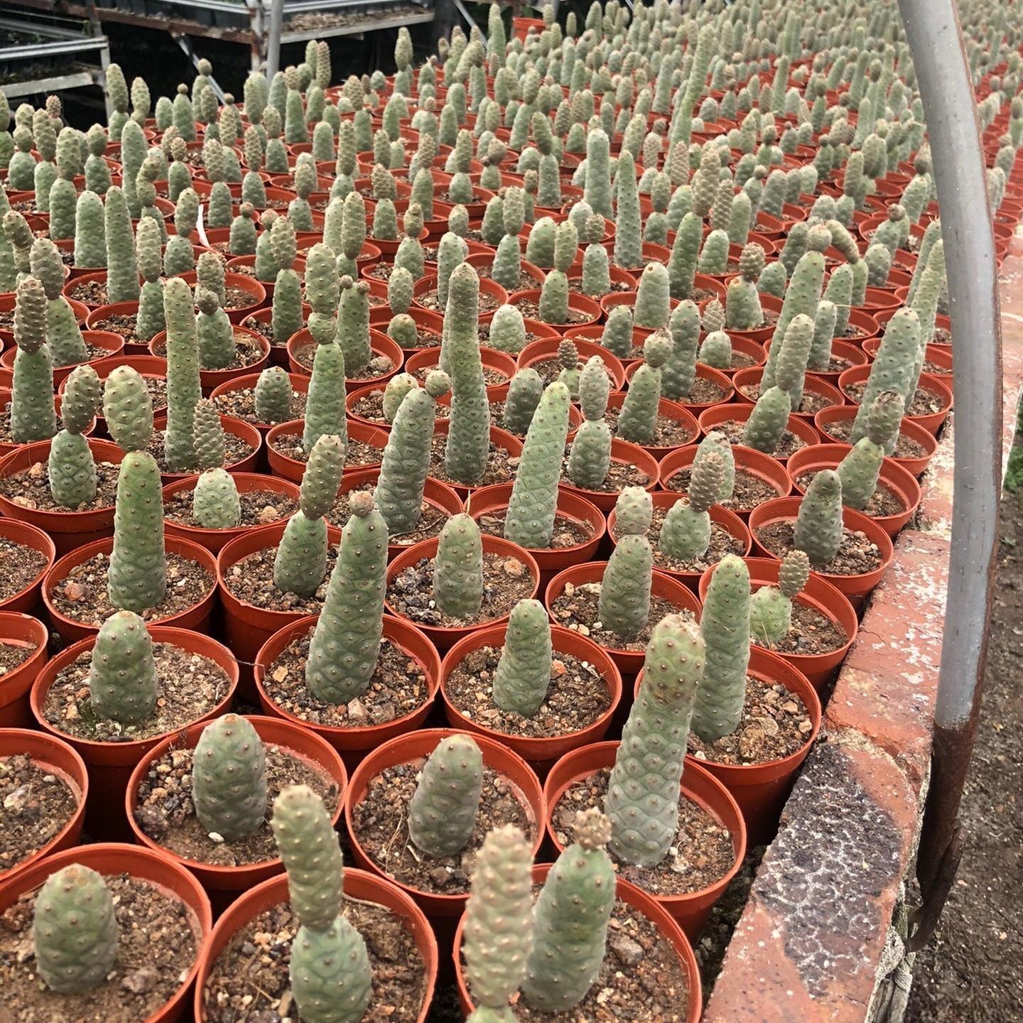 8-10cm Tephrocactus articulatus