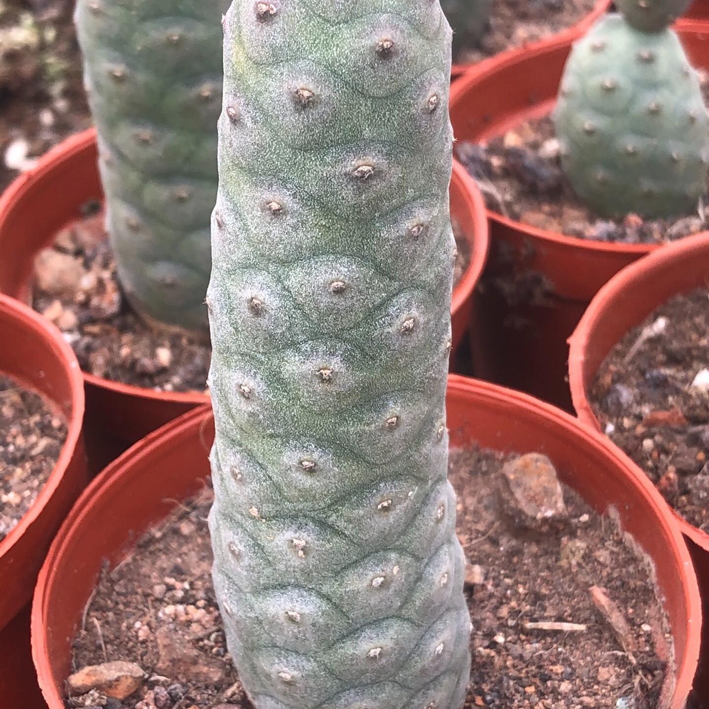 8-10cm Tephrocactus articulatus