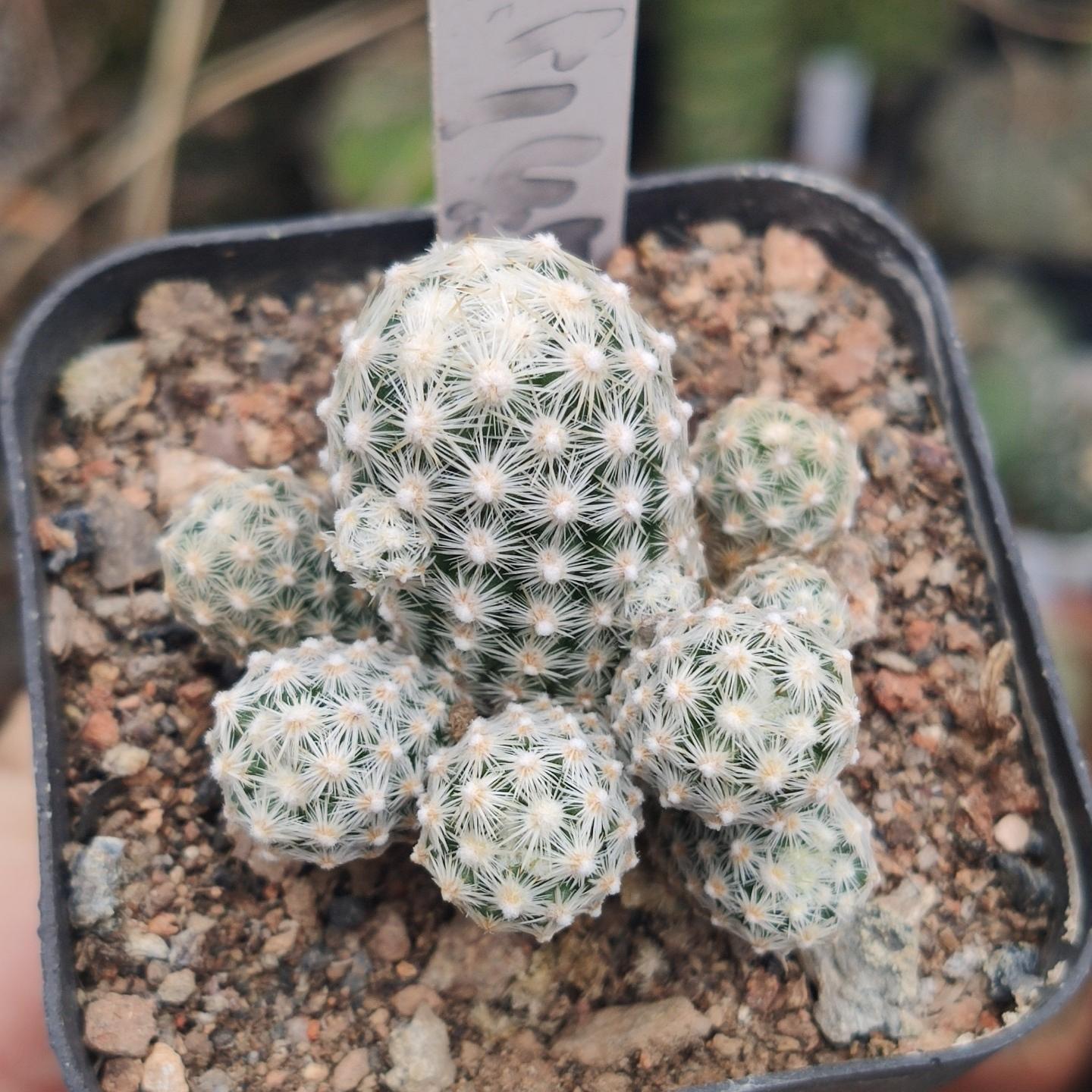 5-10cm Escobaria sneedii subsp. leei