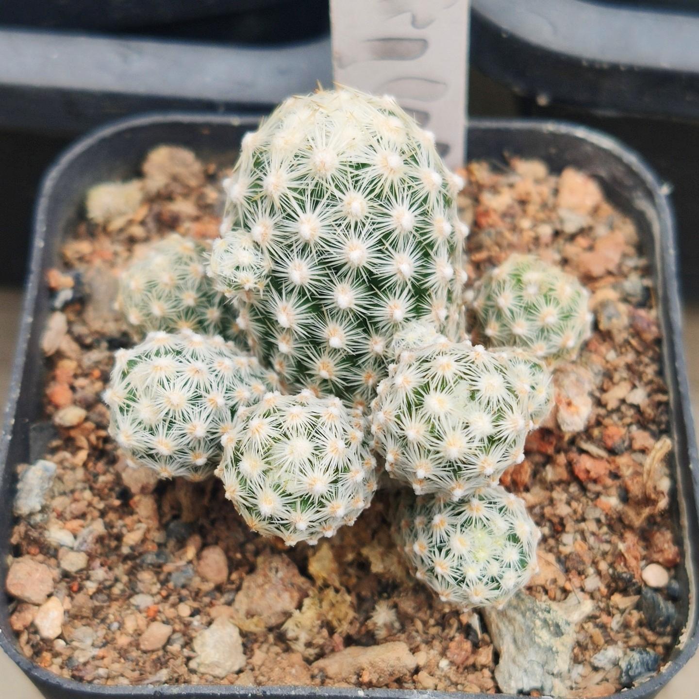 5-10cm Escobaria sneedii subsp. leei