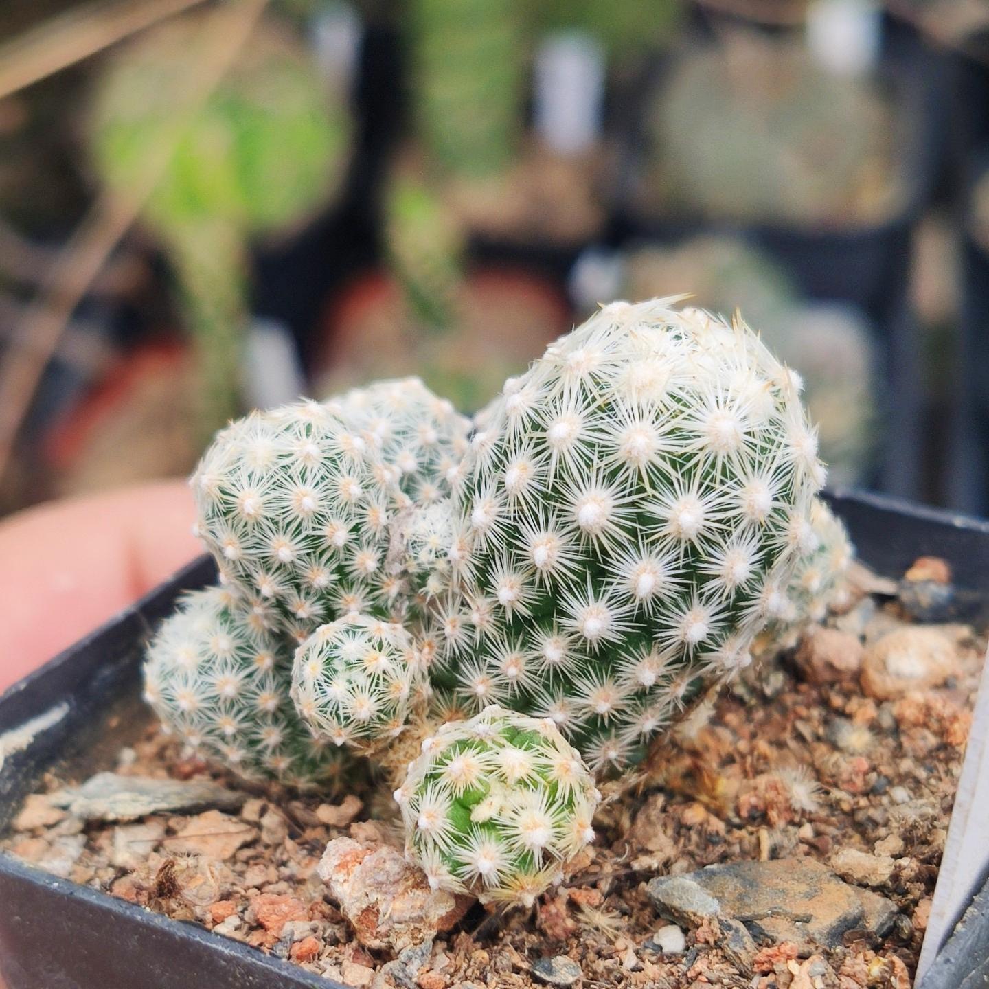 5-10cm Escobaria sneedii subsp. leei