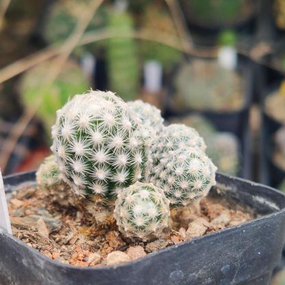 5-10cm Escobaria sneedii subsp. leei