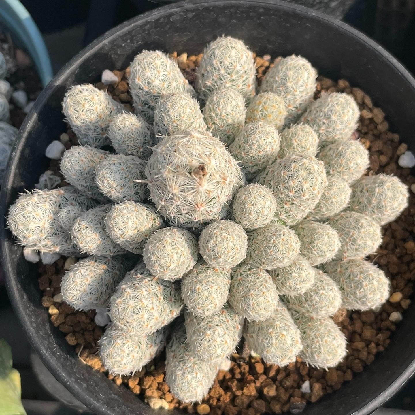 5-10cm Escobaria sneedii subsp. leei