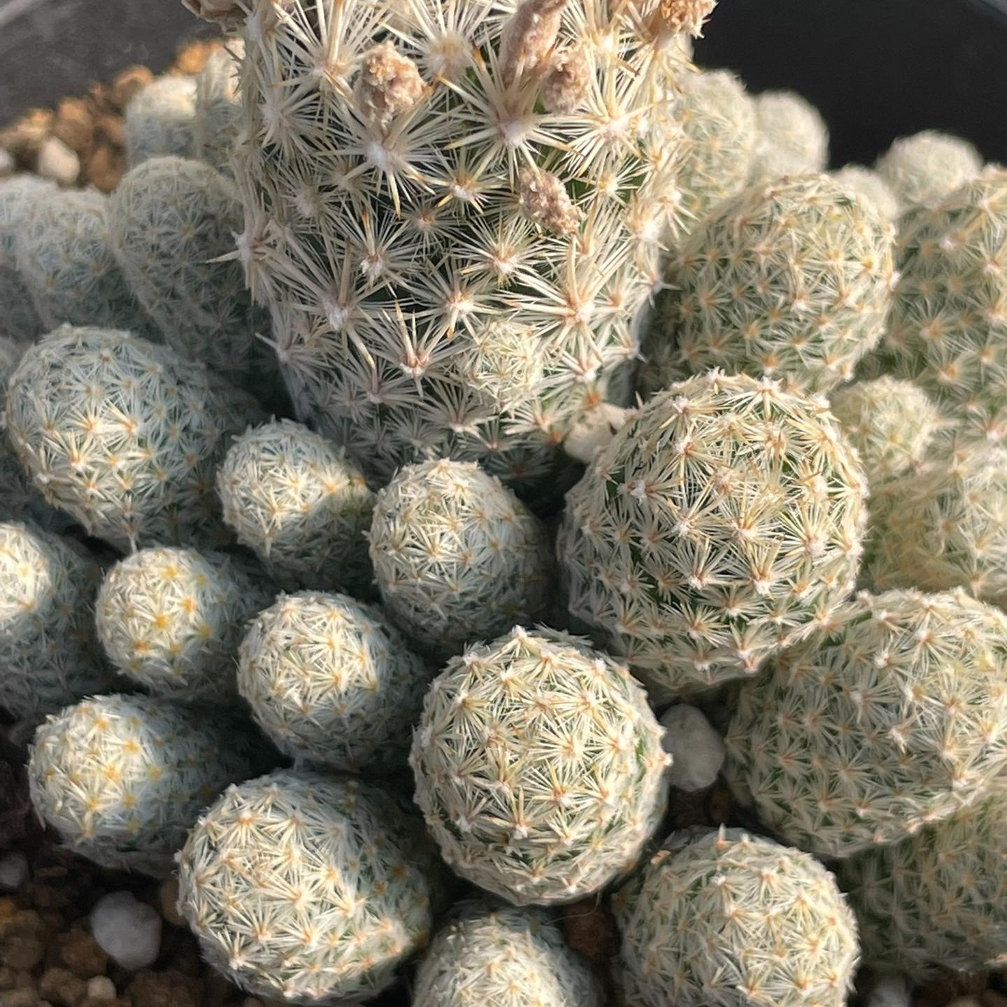 5-10cm Escobaria sneedii subsp. leei