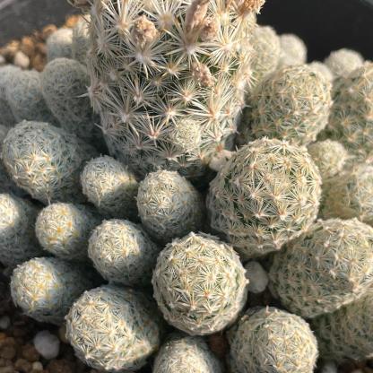 5-10cm Escobaria sneedii subsp. leei