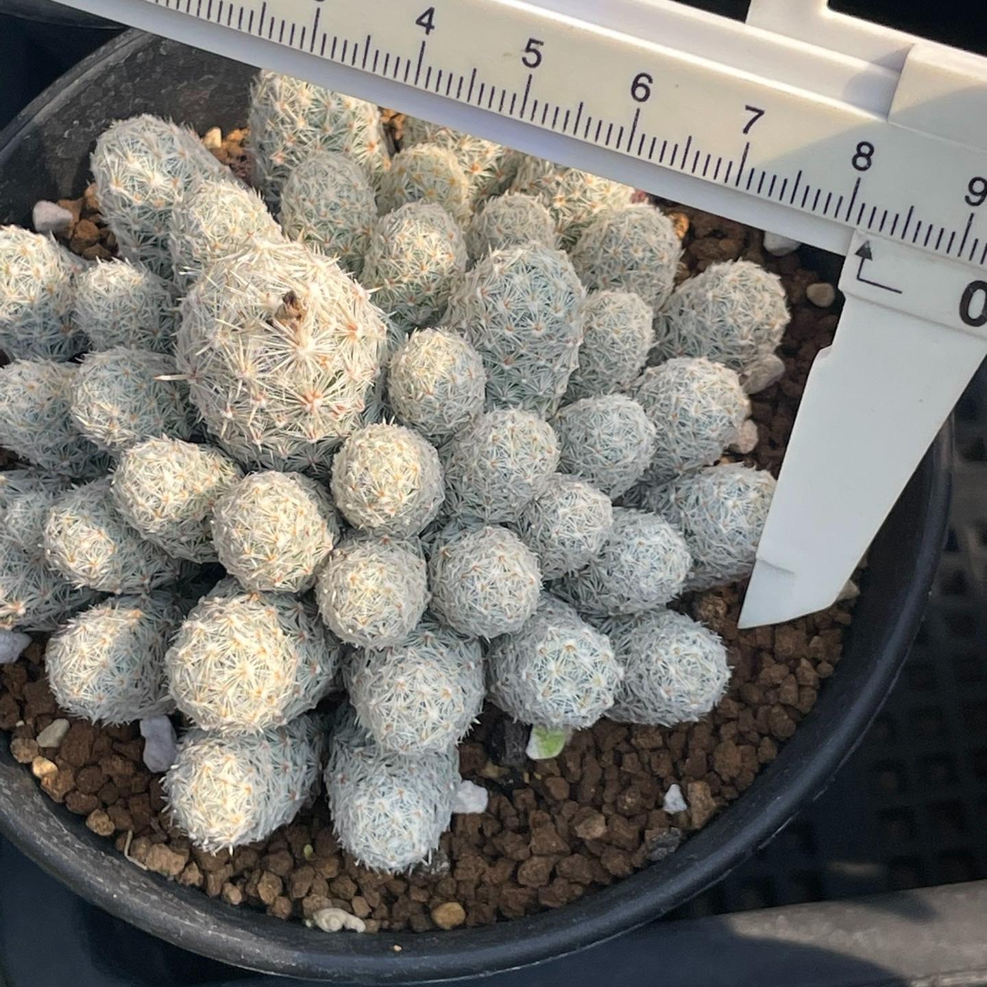 5-10cm Escobaria sneedii subsp. leei