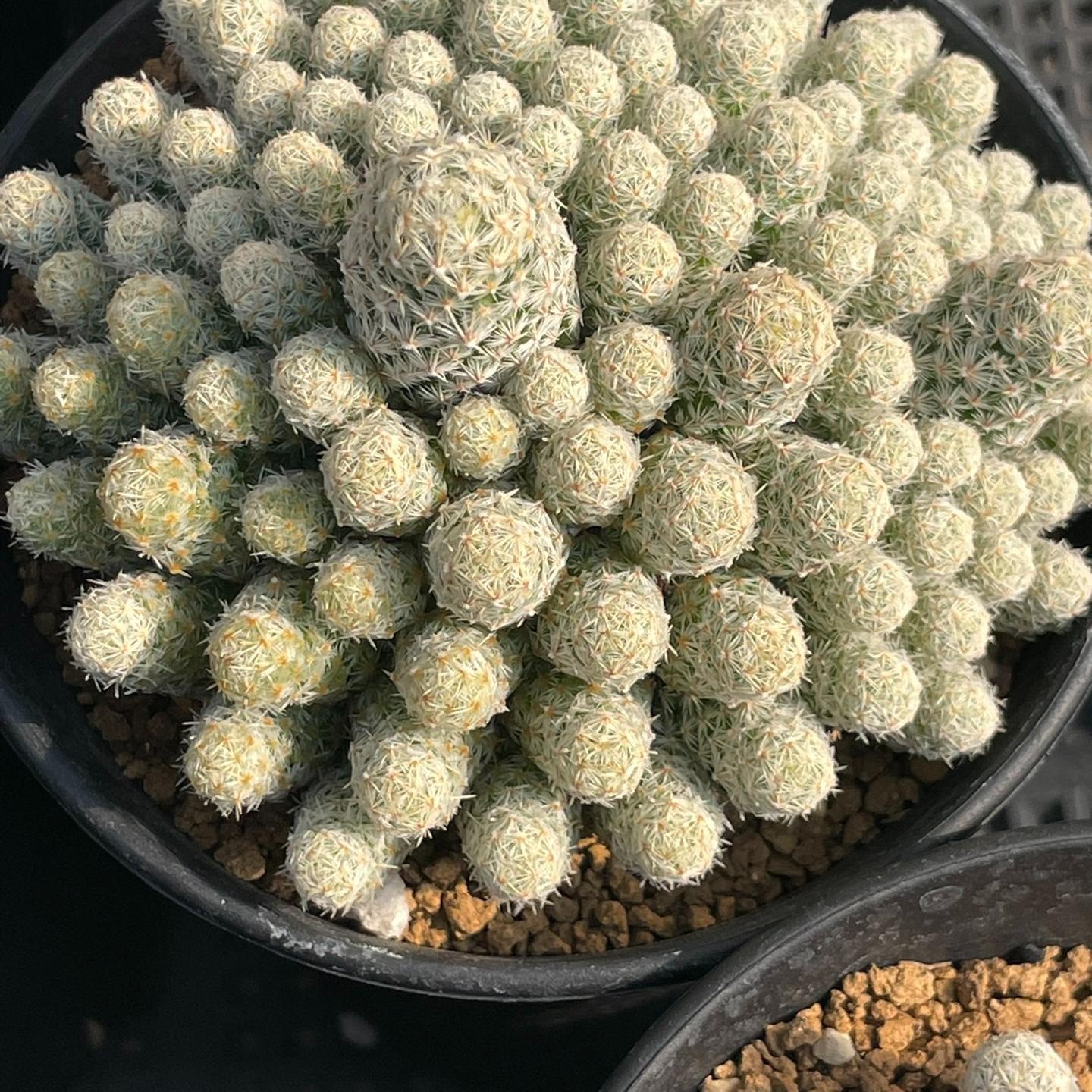 5-10cm Escobaria sneedii subsp. leei