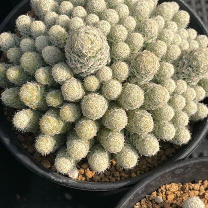 5-10cm Escobaria sneedii subsp. leei