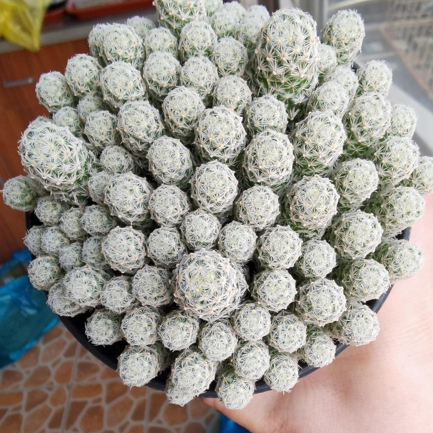 5-10cm Escobaria sneedii subsp. leei