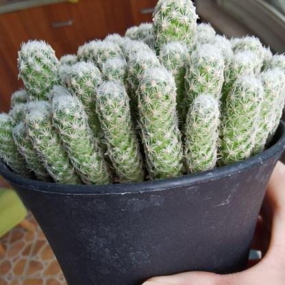 5-10cm Escobaria sneedii subsp. leei