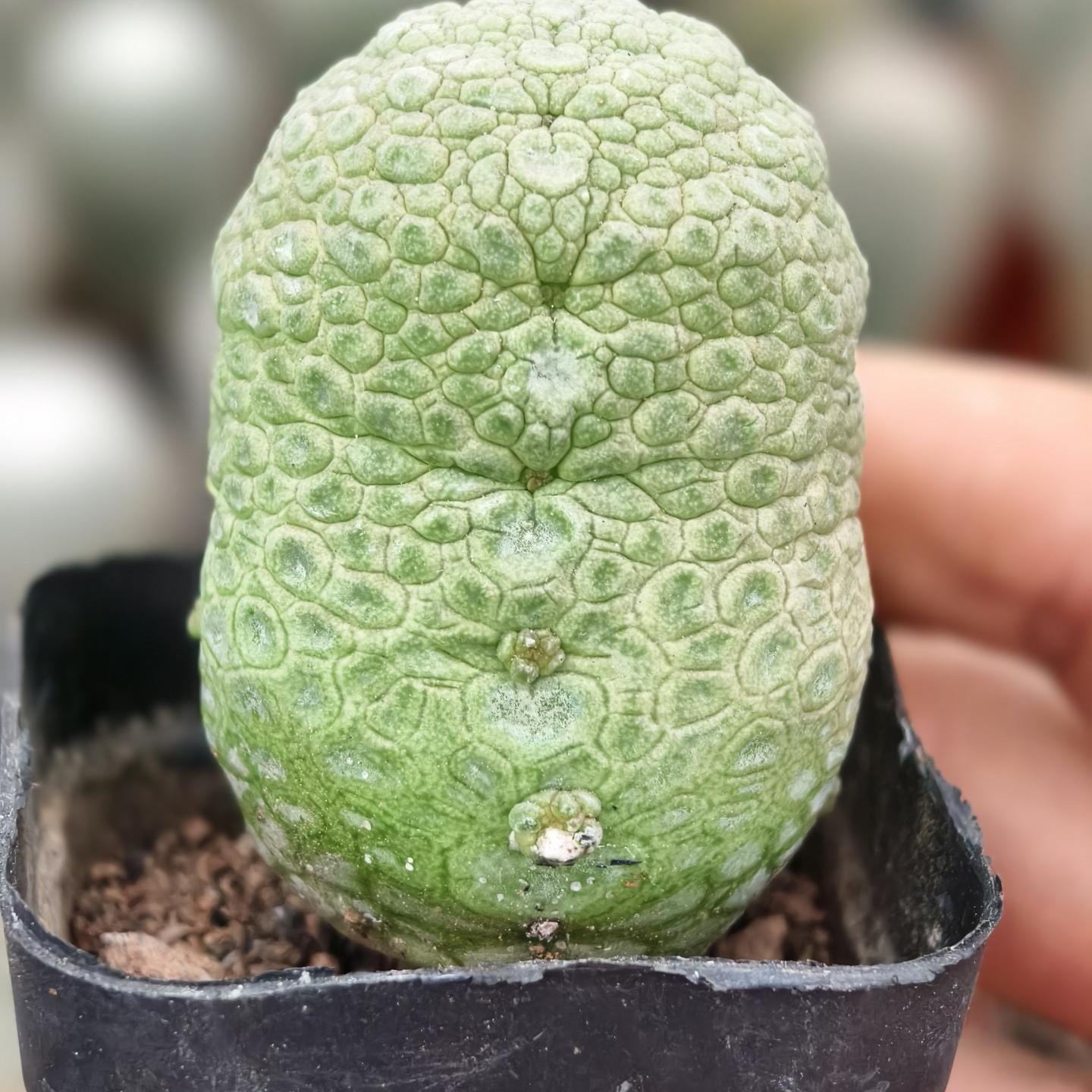 2-6cm Pseudolithos migiurtinus