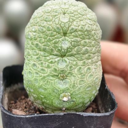 2-6cm Pseudolithos migiurtinus