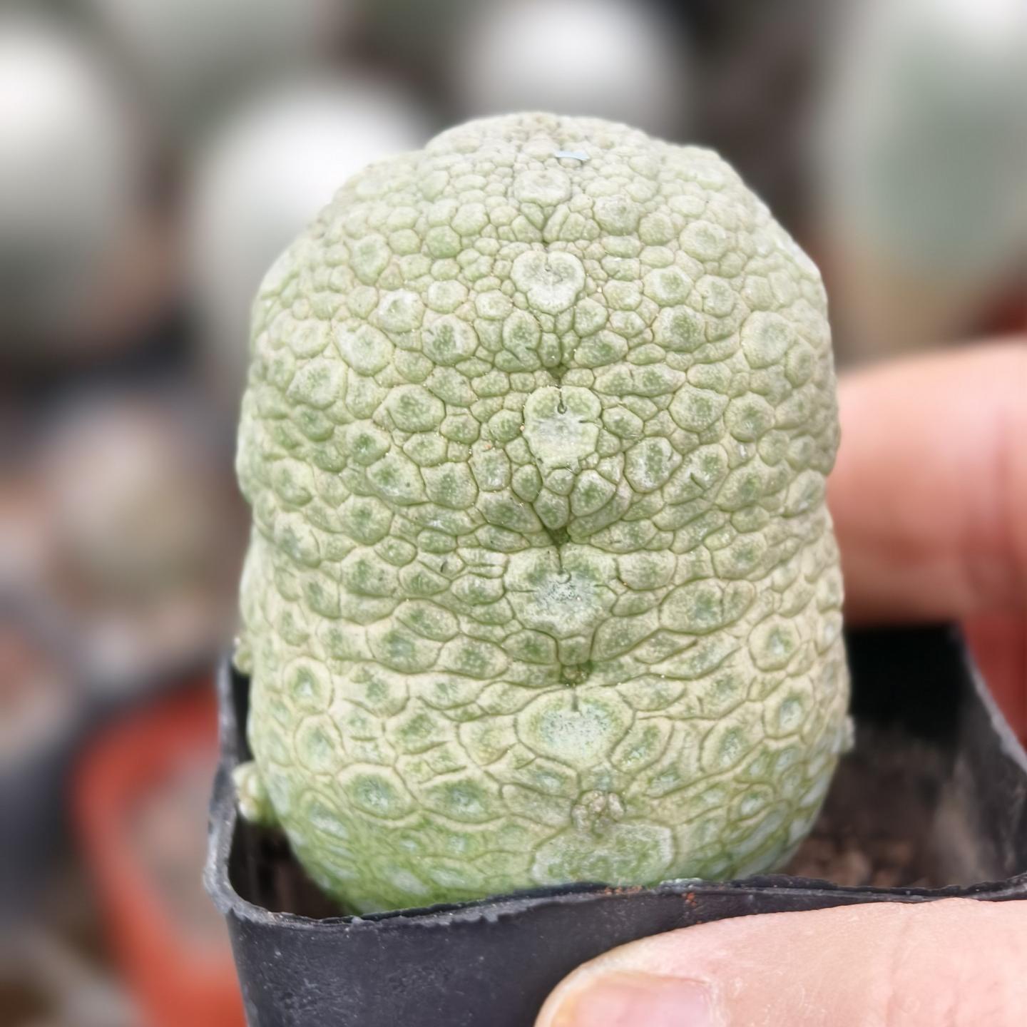 2-6cm Pseudolithos migiurtinus