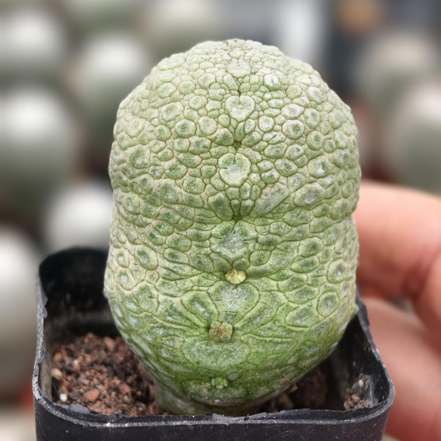2-6cm Pseudolithos migiurtinus
